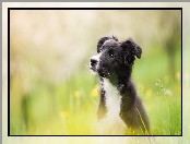 Rozmyte tło, Pies, Szczeniak, Border collie, Łąka