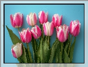 Niebieskie, Tło, Różowo-białe, Tulipany
