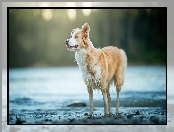 Tło, Pies, Border collie, Woda, Rozmyte