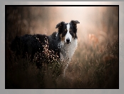 Tło, Pies, Border collie, Wrzosy, Rozmyte