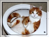 Kot, Toaleta, Muszla