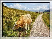 Droga, Trawa, Krowy