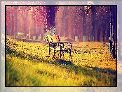 Trawa, Mgła, Park, Jesień, Drzewa, Ławki
