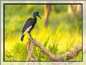 Konar, Trawa, Dzioborożec abisyński, Suchy