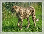 Gepard, Trawa, Ogrodzenie