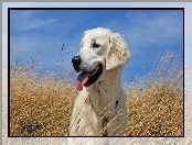 Trawa, Niebo, Golden Retriever