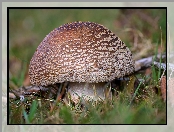 Grzyb, Trawa, Zbliżenie