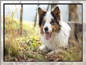 Trawa, Border collie, Pyszczek, Język, Łąka