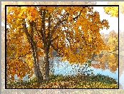 Trawa, Jesień, Drzewo, Klon, Rzeka