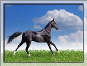 Koń, Trawa, Chmury