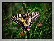 Trawa, Motyl
