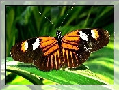 Trawa, Motyl