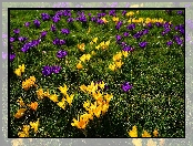 Trawa, Kwiaty, Fioletowe, Żółte, Krokusy