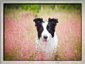 Trawa, Border Collie, Pies, Jęzor