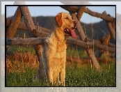 Retriever, Trawa, Ogrodzenie