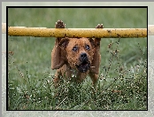 Pies, Trawa, Staffordshire Bull terrier