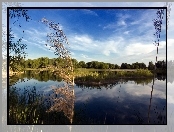 Jezioro, Trawy, Las