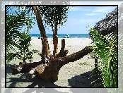 Tropik, Plaża, Palmy, Łódka, Ocean