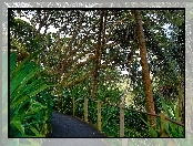 Tropikalny, Hawaje, Ogród Botaniczny, Deptak