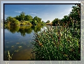 Jezioro, Trzcina, Lato
