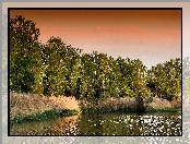Jezioro, Trzciny, Drzewa