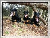 Trzy, drzewo, Beaucerony, przewrócone