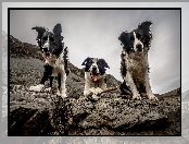 Trzy, Skały, Psy, Border collie