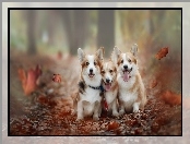 Trzy, Liście, Psy, Welsh corgi pembroke