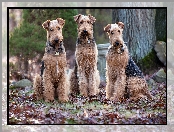 Trzy, Psy, Wire Haird Terrier