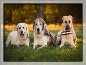 Trzy, Mastif hiszpański, Psy, Labrador retriever