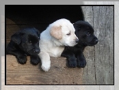 Trzy, Szczeniaki, Labrador Retriever