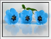 Trzy, Odbicie, Niebieskie, Tulipany