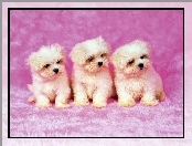 Trzy, Psiaki, Bichon frise