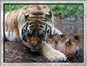 Tygrys, Trzy, Kotki
