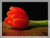 Tulipan