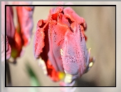 Tulipan