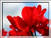 Czerwony, Tulipan, Kwiat