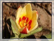 Kwitnący, Tulipan, Płatki
