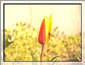 Tulipan, Pszczoła, Żółto, Czerwony