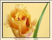 Tulipan, Pierzasty, Żółty, Kwitnący