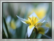 Tulipan późny, Żółty, Kwiat