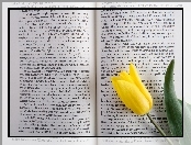 Tulipan, Rozłożona, Książka, Tekst, Żółty