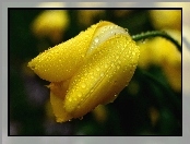Żółty, Wody, Tulipan, Krople