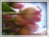 Wiązanka, Tulipanów, Rosa
