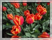Tulipany