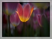 Tulipany
