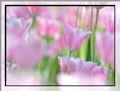 Tulipany