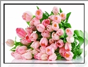 Tulipany