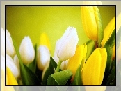 Tulipany