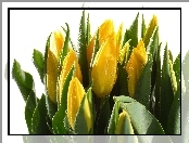 Tulipany